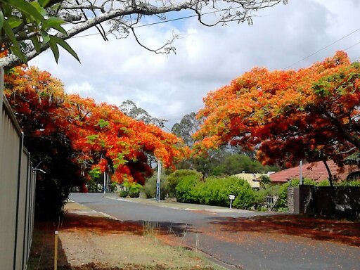 Host family in Brisbane Australia