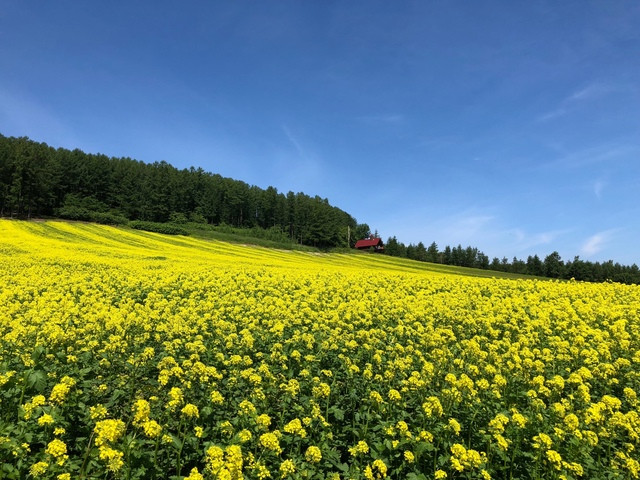 Host family in Hokkaido Japan